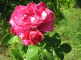 Малиновая роза для Елены Николаевны